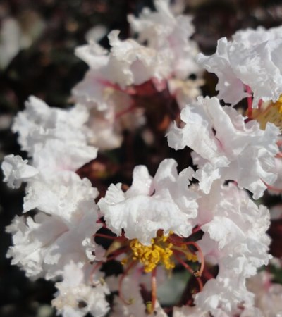 Crape Myrtle Moonlight Magic™